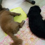 <b>럭키</b>박이의 일상