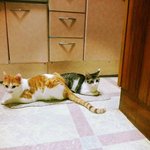 [쁘니단비] 쁘니 <b>단비</b>의 일상 탈출~!!!