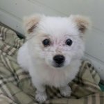 [함안길천사] 혼자 살아남은 아기 강아지