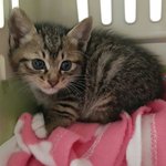 [함안길천사] 엄마를 찾아 울고있었던걸까요..