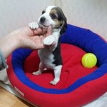 오늘로 우리집 온지 1주년 된 빙글이를 소개합니다~!!