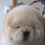 쓰다듬고 싶은 복슬복슬 <b>동물</b>