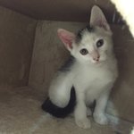 [뭉이사랑] [뭉이별이+달이] 우리집 막내냥 달이~