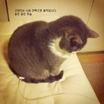 <b>집사</b>는 모르는 고양이의 모습들ㅎ