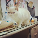 [고슨상이바] 천가지 표정을 가진 못생긴 고양이 <b>이바</b>, 다양한 표정 대공개!