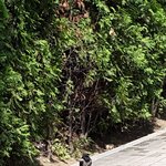 <b>까치</b> 한마리로 훈훈했던 하루!