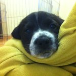 <b>논두렁</b>에서 주워온 봉봉이