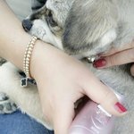 [단풍] 추가:) <b>믹스</b>견 단풍이 성장일기:) 단풍이 바다를 만나다...