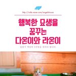 [유기견] [나주천사의집/코숏] 행복한 묘생을 꿈꾸는 다온<b>이</b>와 <b>라온</b>이