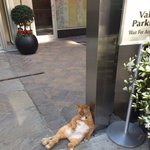 [강<b>말년</b>] 노숙자 고양이 졸귀