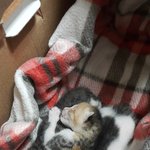 고양이 잘 아시는분 봐주세요
