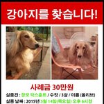 [유기견] 긴급- 강아지를 찾습니다