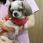 [함안길천사] 미용한다고 맡기고 사라진 주인은 알까요..