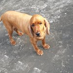 13살먹었지만 여전히 애기인  <b>용이</b>