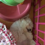 [<b>비숑</b>] <b>비숑</b>프리제  이름도 <b>비숑</b>~^^*