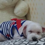 [EXO] 우리집 <b>강아지</b> <b>옷</b>입혔다가 벗기니까