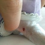 [개깊은빡침] 중계동 애견샵에서 강아지가 다쳤어요(서울 노원)
