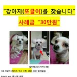 (<b>안산</b>.선부동/ 강아지 찾아주세요) 사례금