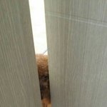 [EXO] ㅅㅂㅋㅋ우리<b>집</b>강아지