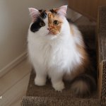 [유봉이네] 고사성어 공부하기(유봉이네)