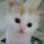 [<b>동물</b>농장] 우리냥이 애기낳았어요ㅎ