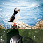 [페북강<b>말년</b>] 최고로 억울하게 생긴 새