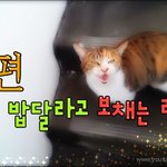 [<b>람</b>쥐] 18편 - 빨리 밥달라고 보채는 <b>람</b>쥐_시즌1