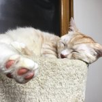 [뭉이사랑] [뭉이별이+달이] 달이는 뭉이형아가 좋아요!!