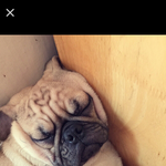 전세계 한마리  하트퍼그