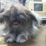 만신창이로 버림받은아이들 치료받을수 있도록 관심부탁드립니다