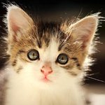 [검객] 고양이 구하려고 <b>벤츠</b>를 부순 남자