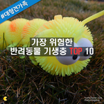 [꿀정보] 가장 위험한 반려동물 기생충 top 10