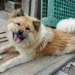 [함안길천사] 해외로 입양가는 클로이