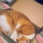 [뚱냥이<b>땅콩</b>] 뚱냥이의 하루1