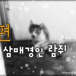 [<b>람</b>쥐] 19~21편 - 개냥이가 된 길고양이 <b>람</b>쥐 외~시즌1