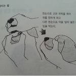 [바우바우] [바우바우]강아지 약먹이는 방법
