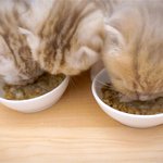 [수리<b>노을</b>] 냥이들 큰일봤어요~