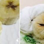 [고슨상이바] 바나나<b>단면</b> 닮은 고양이