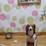 우리집막내 이<b>보리</b>공주