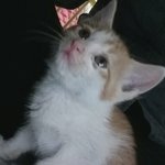 길냥이 키워도될까요?