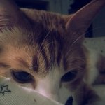 [뚱냥이땅콩] 뚱냥이의 하루2