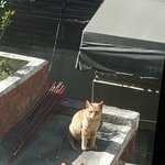 [조언부탁] 길고양이 <b>밥</b> 어떻게 줄까요?