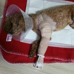 <b>애견</b>호텔에 맡긴 강아지 다리가 부러져서 돌아왔습니다.