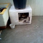 [<b>람</b>쥐] 22편 - 길고양이 겨울나기 문을 튼튼하게 만들어 주다...