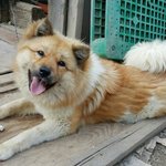 [함안길천사] 해외로 입양가는 클로이 한달 <b>임보처</b>가 필요합니다.