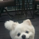 [콩이랑살기] 간만에 더 건강해진 콩이가 왔어요^^