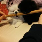 검정포메 콩이 성장일기(1)