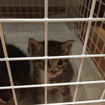 (광주 <b>동구</b>) 길고양이 분양받으실 분을 찾습니다