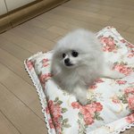 [포메라니안] 귀요미 화이트 포메 <b>뚜</b><b>비</b>의 일상