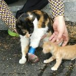 박스에 버려진 다리다친 어미냥과 일곱아기냥들의 가족을 찾아요